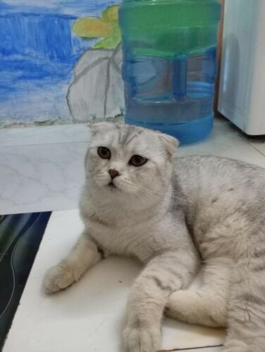 Scottish fold