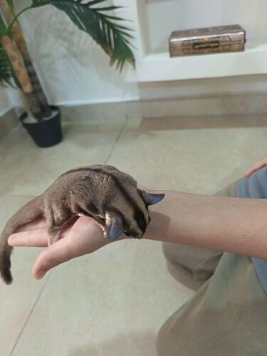 السنجاب الطائر
