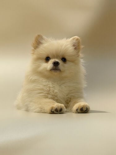Pomeranian 