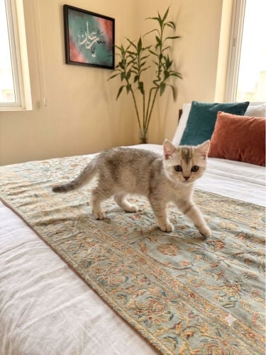 Scotch cat