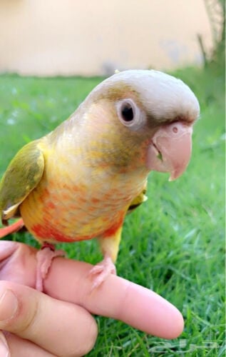 pineapple conure not weaned yet