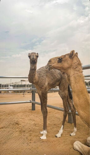 مطلوب