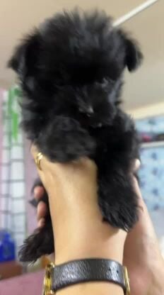 Mini breed