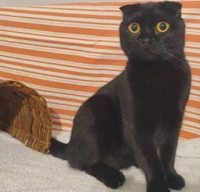 pure scottish fold