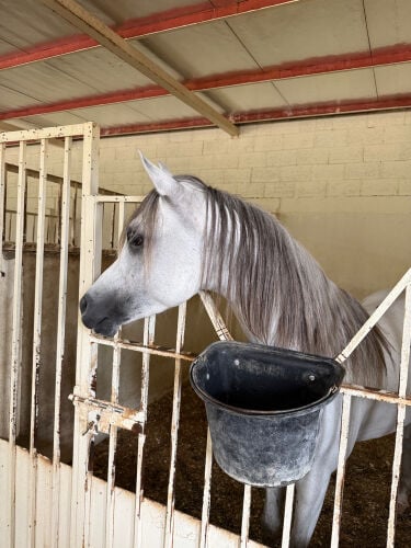 ايواء خيل