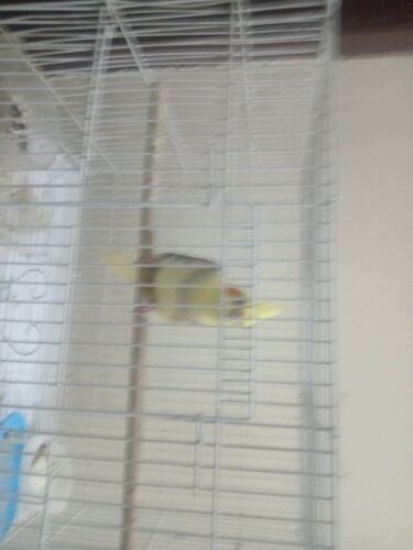 selling trained cocktieal with cage