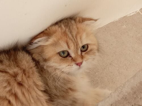 اسكتش فولد شورت أنثى