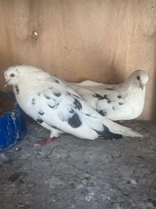 Healthy Fancy Pigeon Breeding Pair