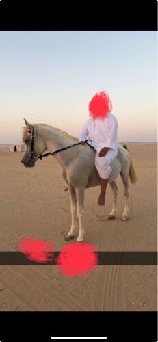 خيل عربي
