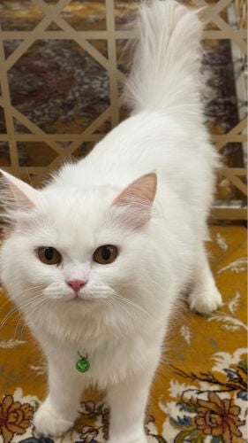 خالد