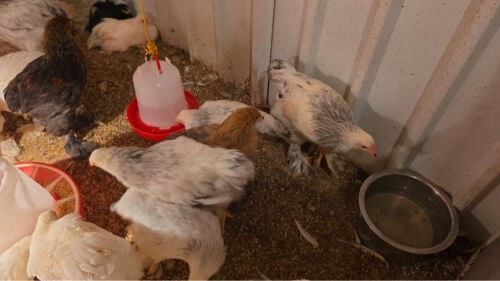 Colombian Brahma chicken