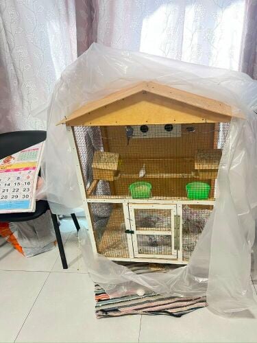 birds and cage