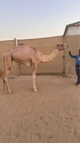 للبيع عجم طيبة 