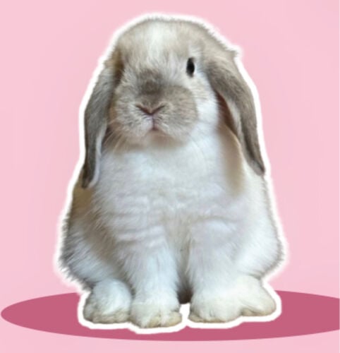Rabbit wanted