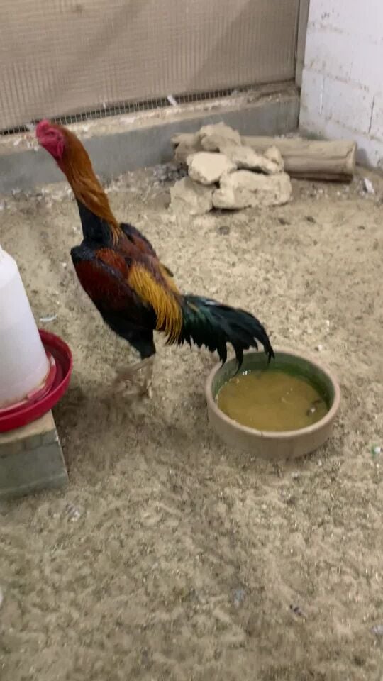 للبيع شامو