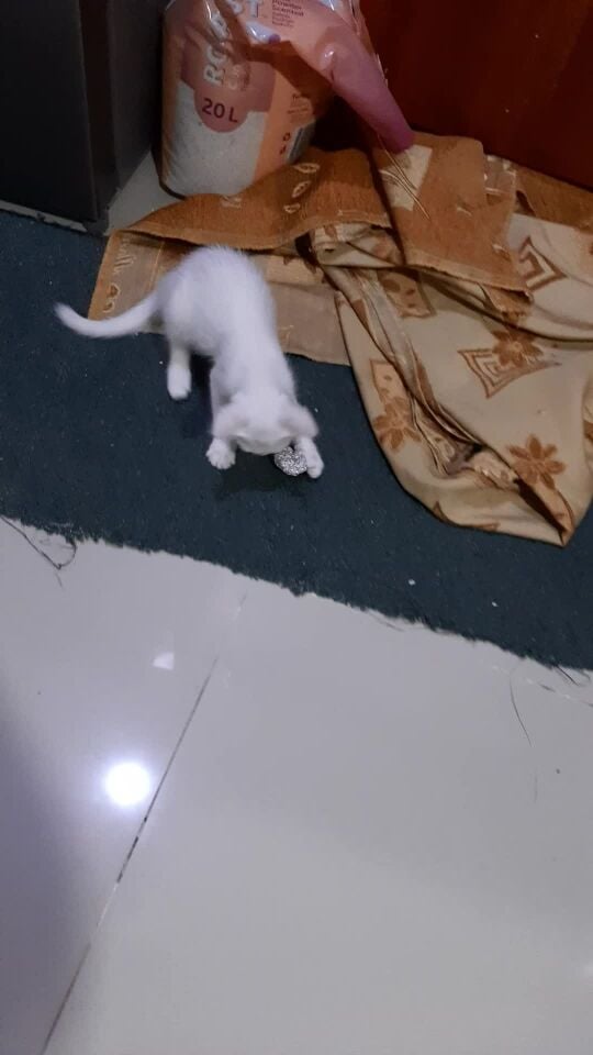 قطة بيضاء