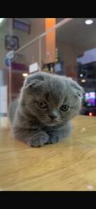 Scottish fold pure