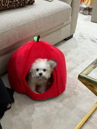 mini dog 