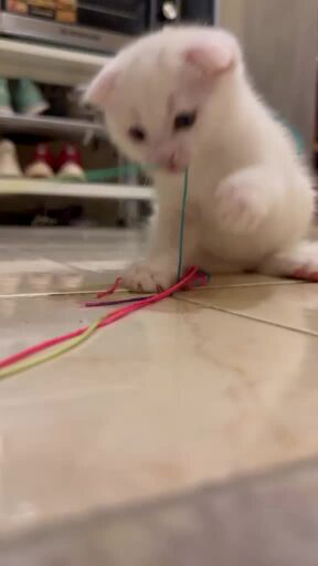 2 kittens are looking for a family