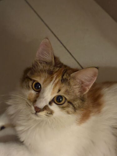 ADOPTION POST - CALICO CAT RESCUED