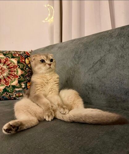 سكونش فولد بيور