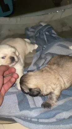 puppy pekinegse