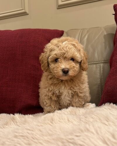 Maltipoo Puppy