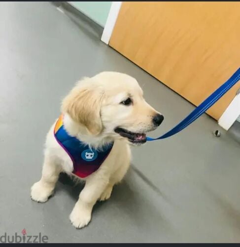 Golden Retriever Puppy