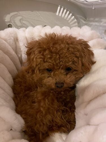 Poodle Puppy