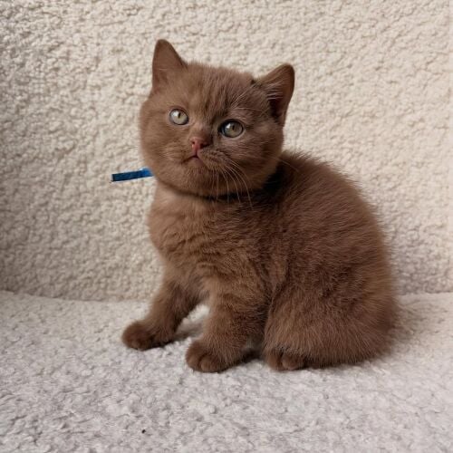British Short Hair Kitten