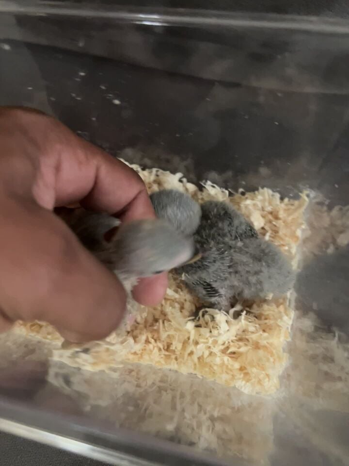 ابو ادم
