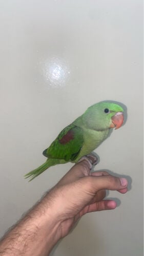 alexandrine chick  for sale 