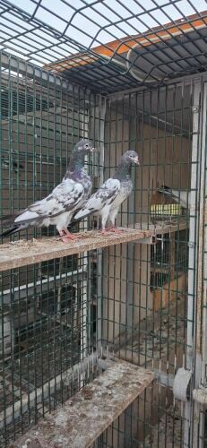 pure kamagar pair