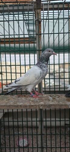 golden teddy pigeon high flyer good