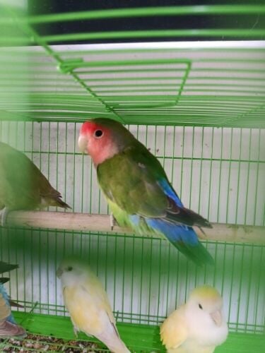 love birds