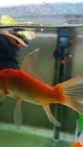 aquarium fish (goldfish/koi)
