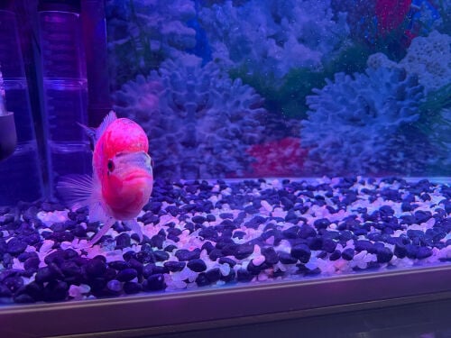 flowerhorn fish 