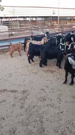 For Sale: 18 Ardi Goats