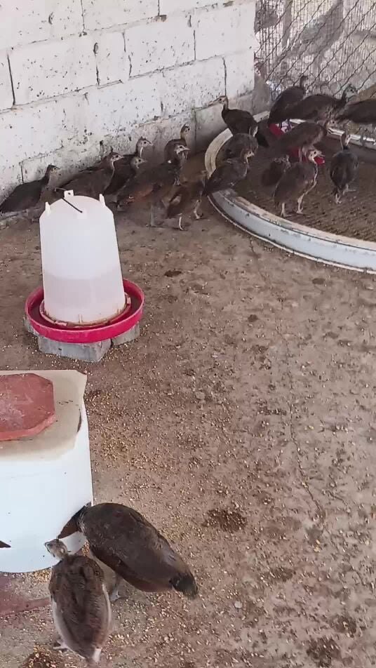 طاوؤس هندي