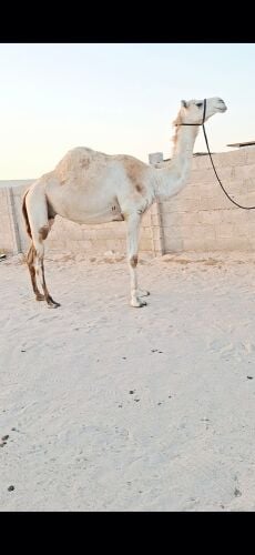سودانيه لقحه