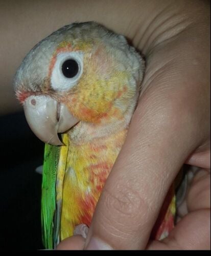 Pinapple Conure