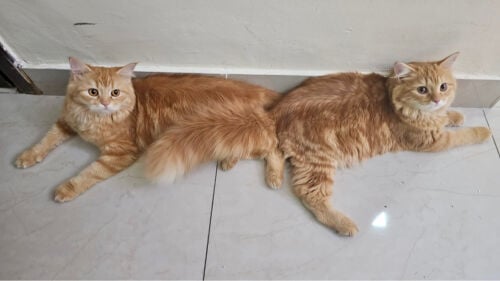 Gold and Stella