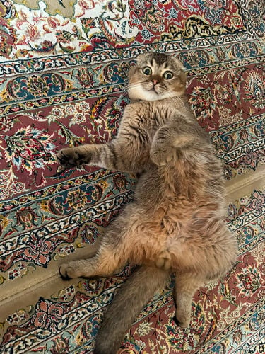 Pure scottish fold for Mating.
