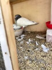 حمام بكستاني طيار 33242226 