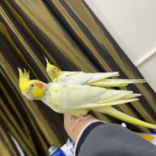  Proven breeding Cockatiel pair