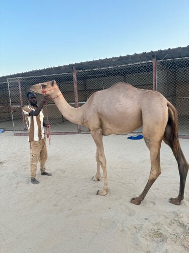 للبيع عمانية