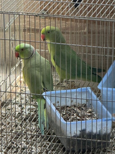bu Bilal