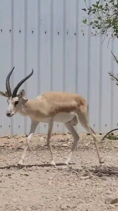 للبيع جوز غزلان الريم نوع العفري 