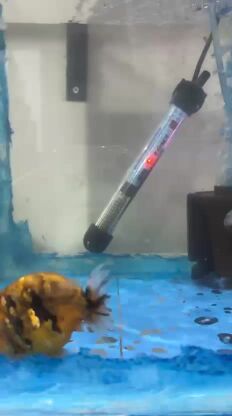 Tiger ranchu