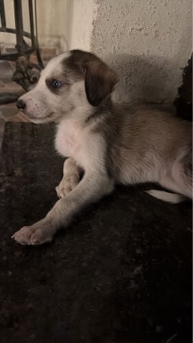 husky Saluki puppies 
